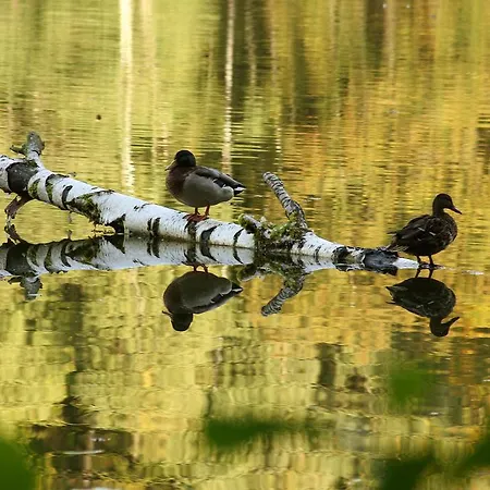 酒店 瓦德海勒酒店 4*